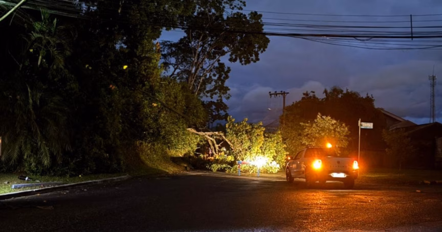 Árvore cai na região do Bruschal, em Brusque